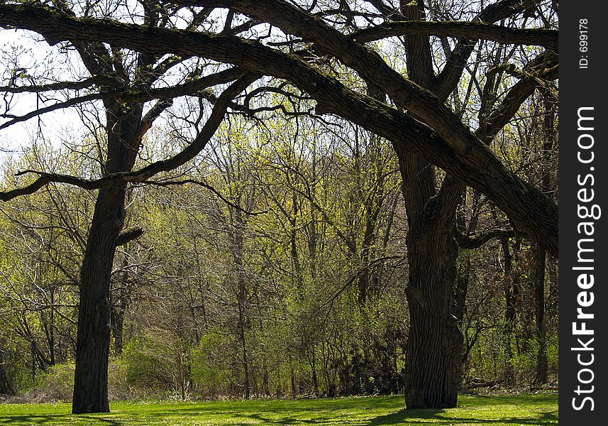 Several trees form a natural arch with a forest background. Several trees form a natural arch with a forest background.