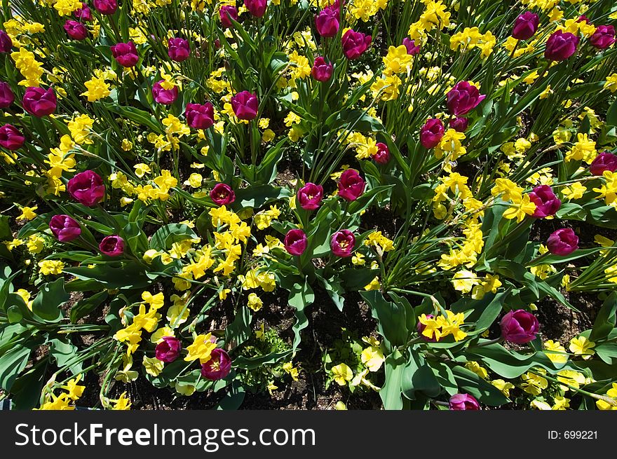 Burst of tulips and daffodil. Burst of tulips and daffodil