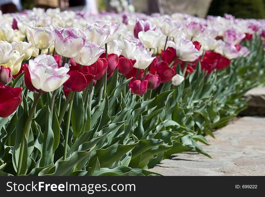 Tulips walk in the garden. Tulips walk in the garden