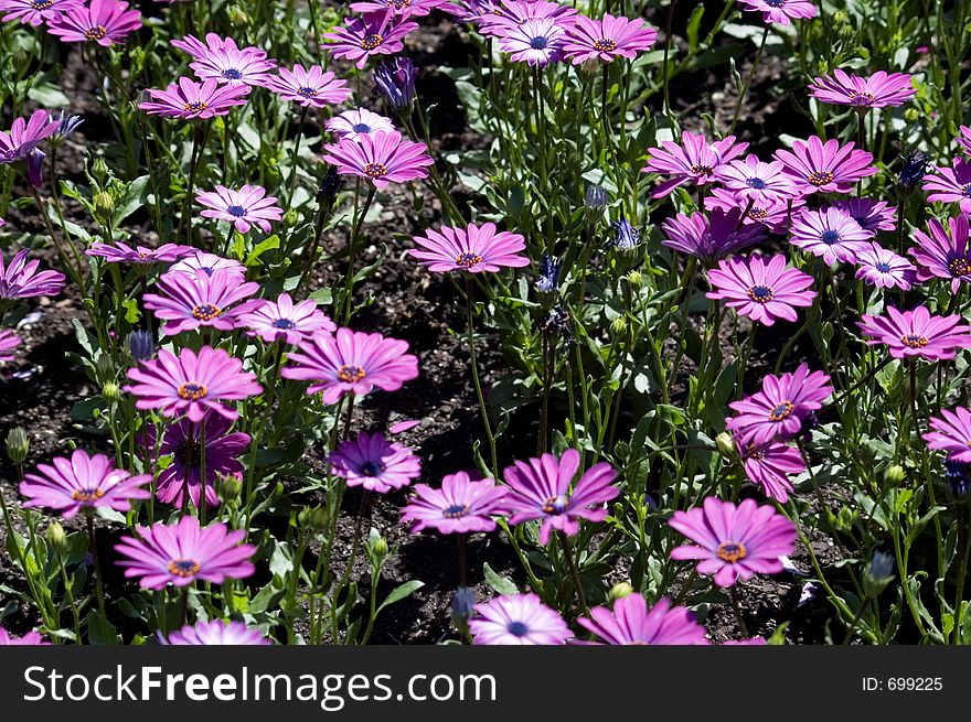 Field of purple daisies