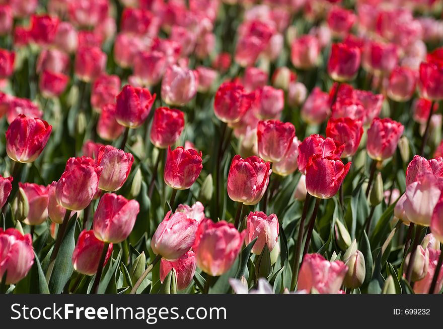 Field of blooming tulips. Field of blooming tulips