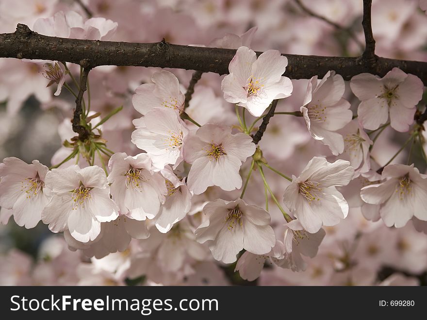 Cherry blossoms in Washington, DC. Cherry blossoms in Washington, DC