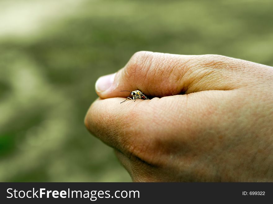 Buterfly trapped in a hand. Buterfly trapped in a hand