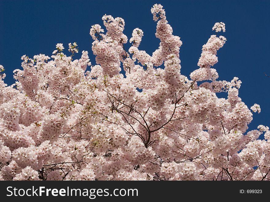 Cherry blossoms in Washington, DC. Cherry blossoms in Washington, DC