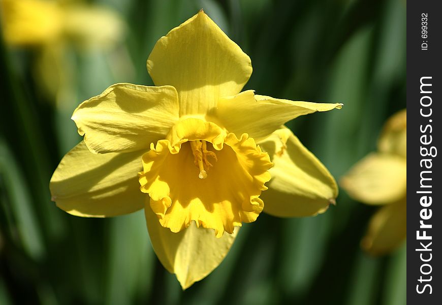 Beautiful Yellow Daffodil