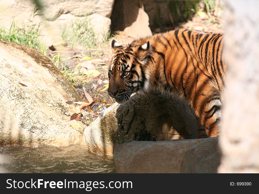 Tiger drinking from a pond