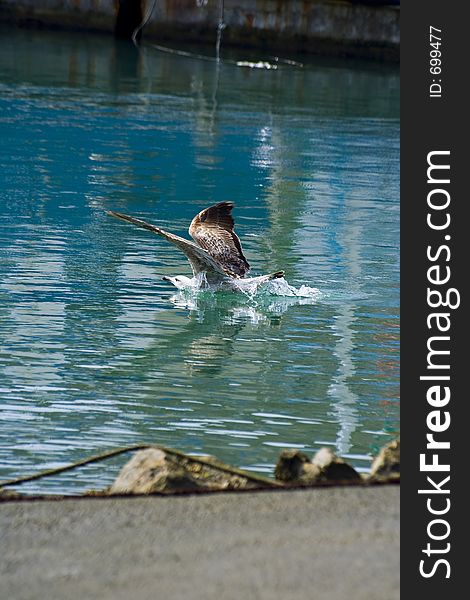 Seagull bathing in the blue sea near the harbour