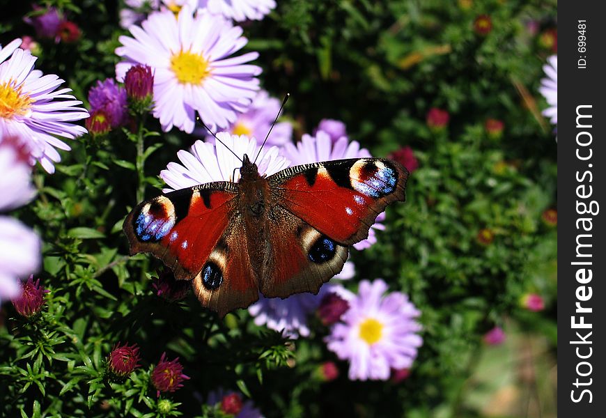 A beautiful peacock butterfly on pink flowers.