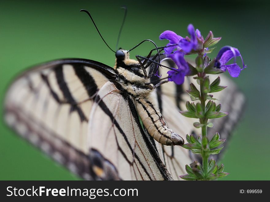 Side View of a Swallowtail Butterfly. Side View of a Swallowtail Butterfly