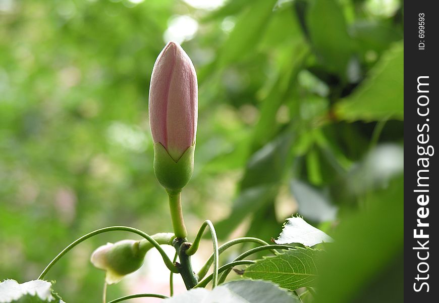 Closed Flower of a 'Palo Borracho' tree