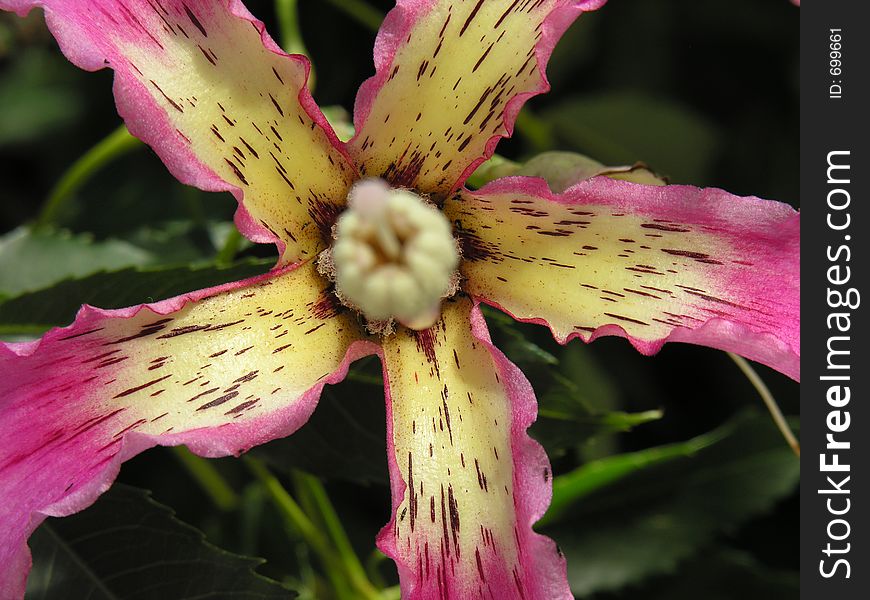 Open flower of a 'Palo Borracho' tree. Open flower of a 'Palo Borracho' tree