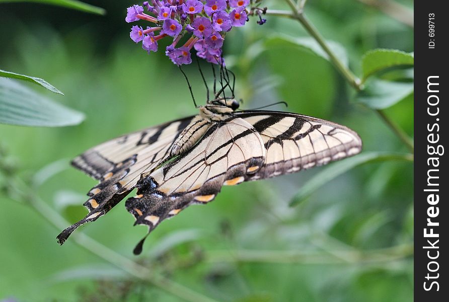 Swallowtail Butterfly on a Butterfly Bush