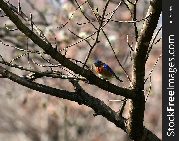 Eastern Blue Bird has caught a Worm. Eastern Blue Bird has caught a Worm