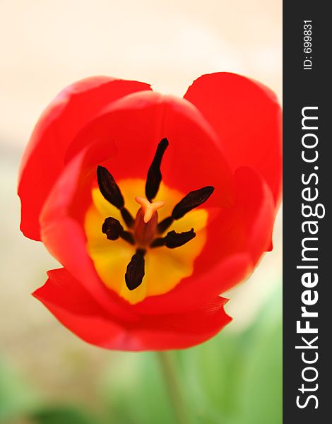 Red tulip in a garden. Red tulip in a garden