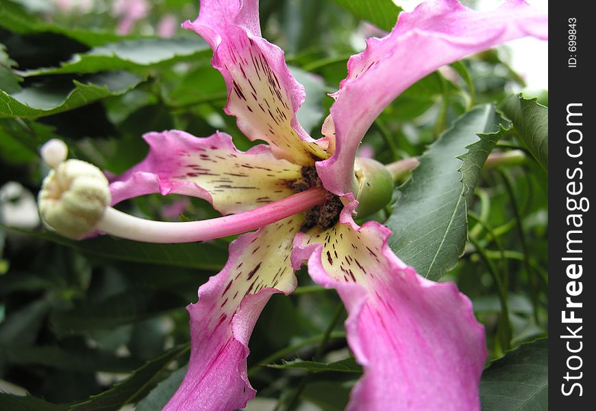 'Palo Borracho' Flower. 'Palo Borracho' Flower