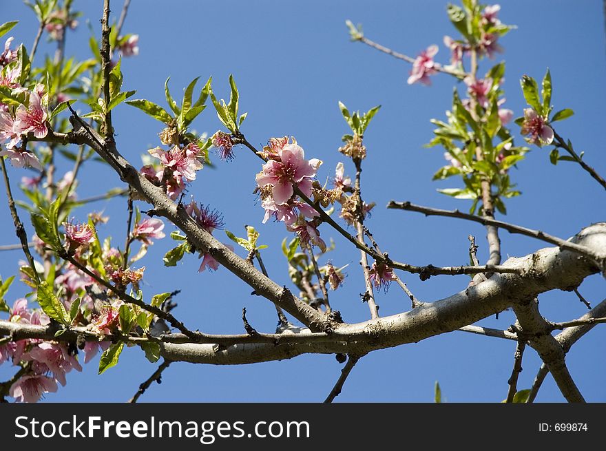 Peach Flowers