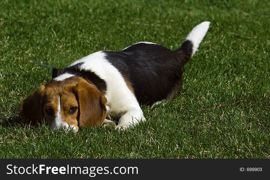 Young Beagle lies in grass hoping someone will play with him. Young Beagle lies in grass hoping someone will play with him