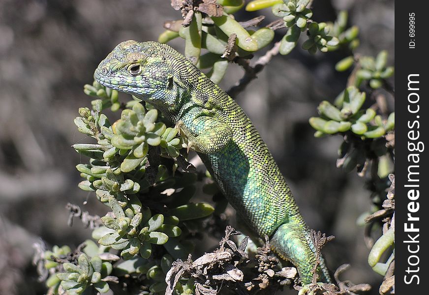 Green Lizard on bush