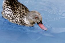Duck With Red Eye Royalty Free Stock Image