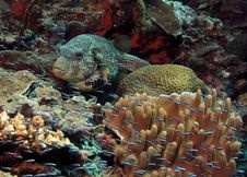 Puffer Fish Stock Images Puffer Fish Stock Images