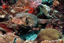 Puffer Fish Royalty Free Stock Photography Puffer Fish Royalty Free Stock Photography