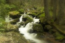 The Forest Stream Stock Photos The Forest Stream Stock Photos