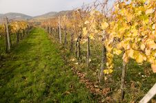 Vineyard And Rows Royalty Free Stock Photos Vineyard And Rows Royalty Free Stock Photos