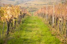 Vineyard And Rows Royalty Free Stock Photo Vineyard And Rows Royalty Free Stock Photo