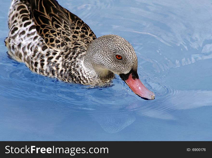 A duck with red eyes filtering water