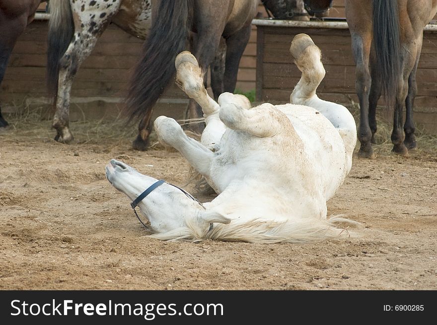 Brown horse is rolling on sand. Brown horse is rolling on sand