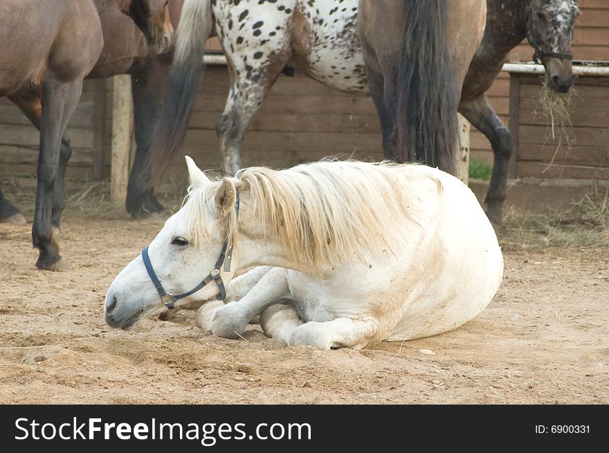 Brown horse is rolling on sand. Brown horse is rolling on sand