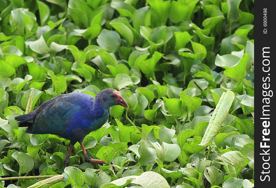 A Swamphen on the water body