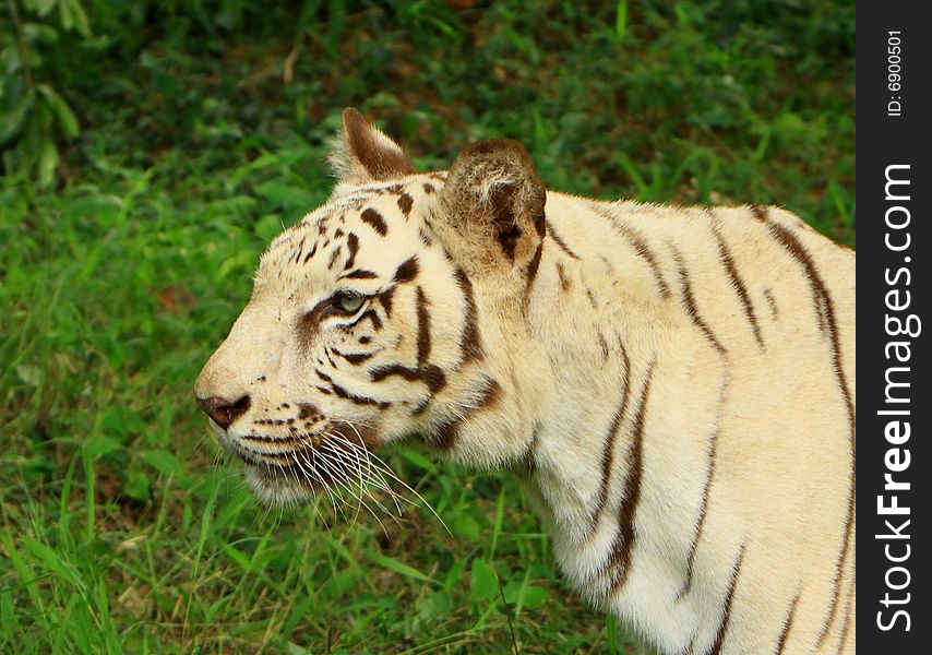 Siberian Tiger is in the meadow