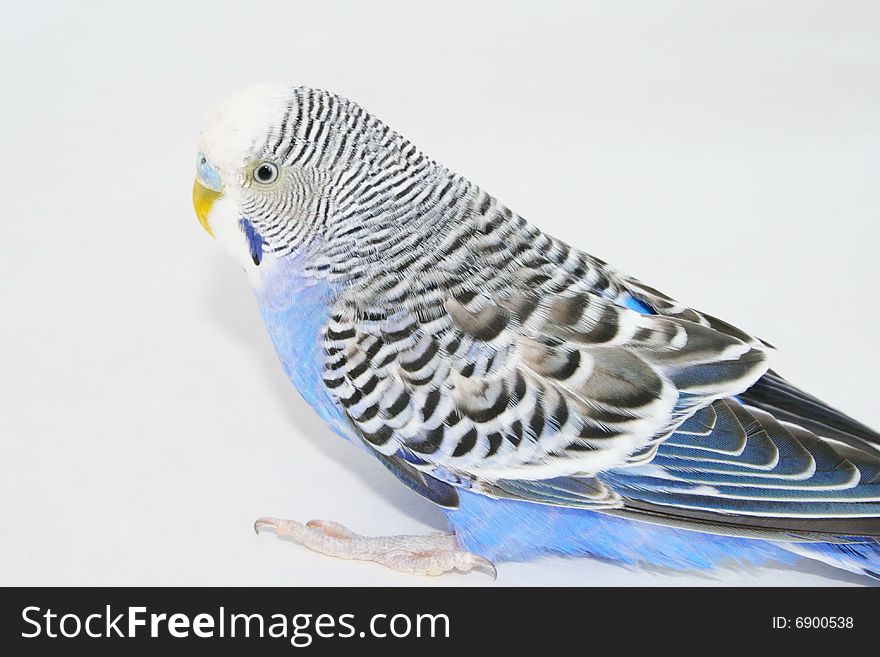 Grey-blue wavy parrot, poultry