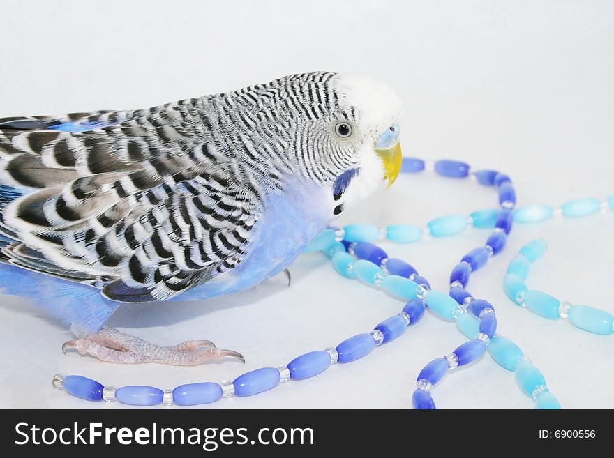 Grey-blue wavy parrot, poultry