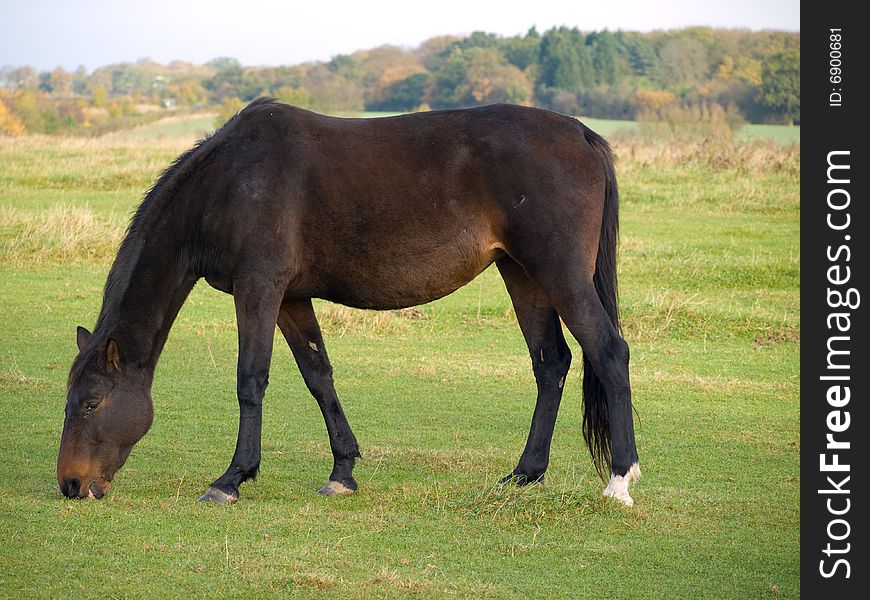 Brown and white horse walking in a field