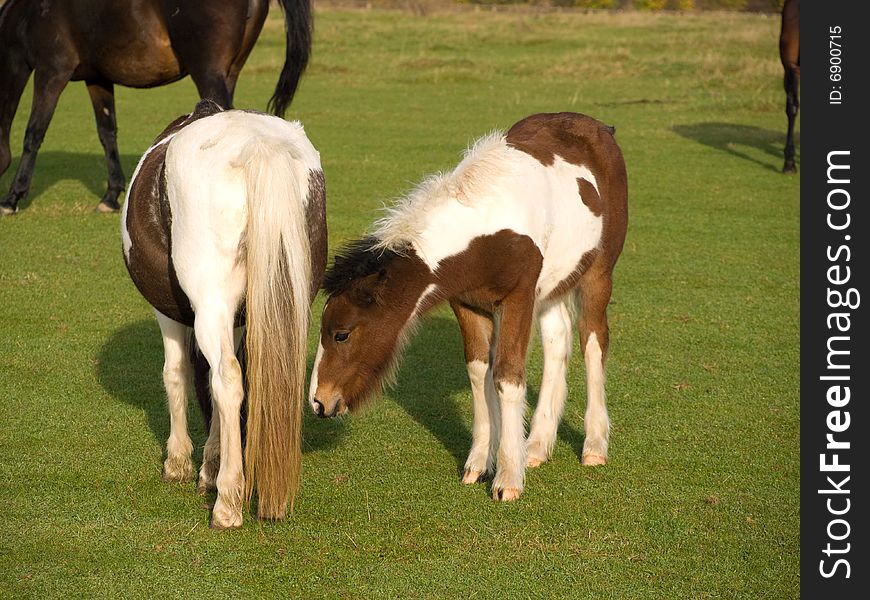 Brown and white horse walking in a field