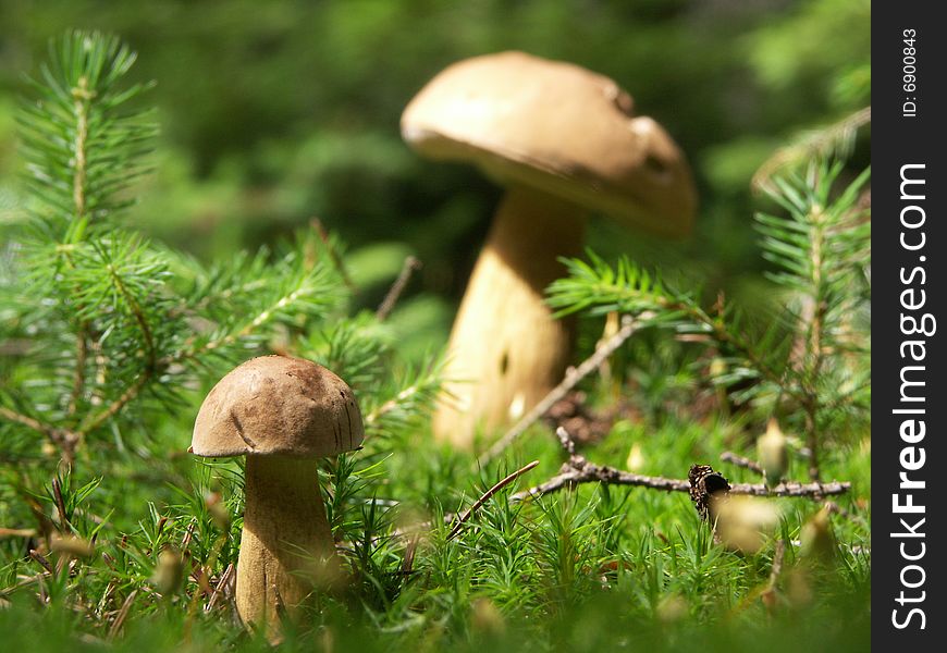 There is paradise for mushroom pickers. There is paradise for mushroom pickers