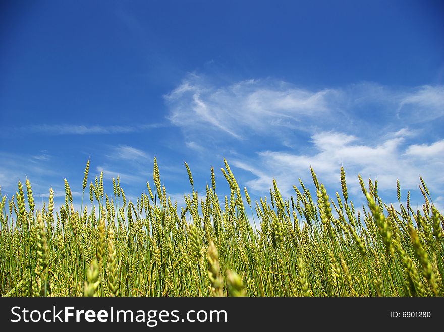 Early summer corn with a blue sky background