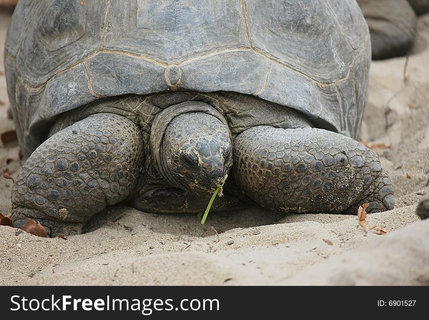Photo of one big turtle
