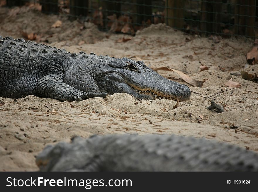 Photo of one crocodile in the zoo