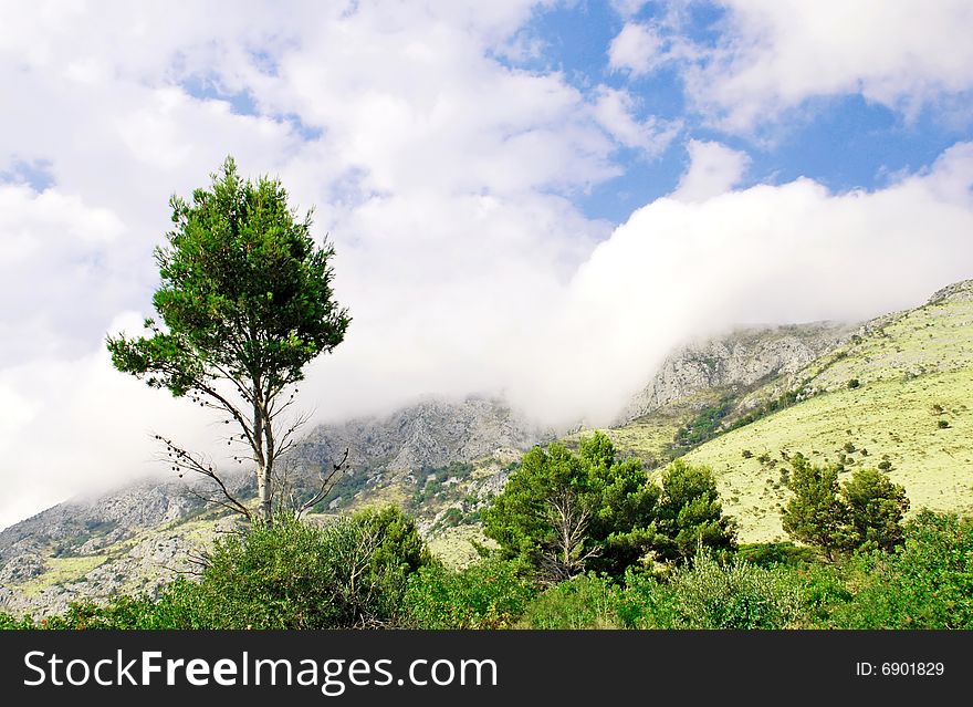 Mountain Fog And Single Tree