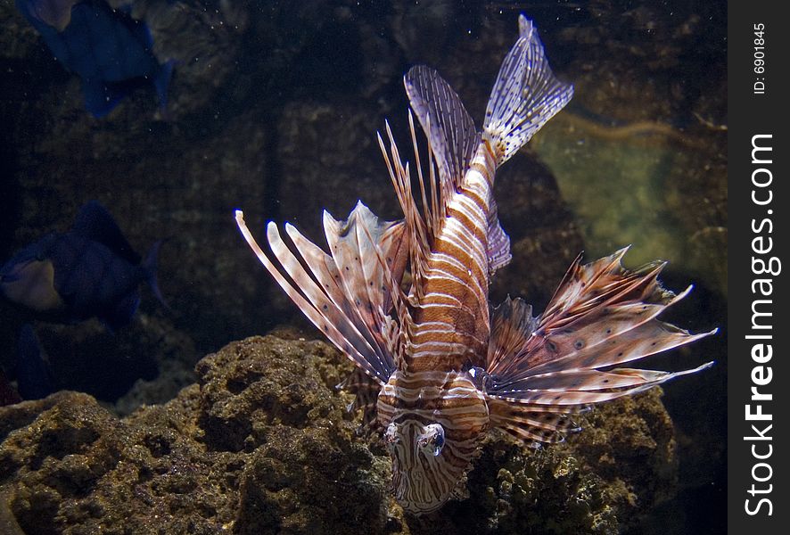 View of a dangerously Red lion-fish in London Aquarium. View of a dangerously Red lion-fish in London Aquarium.