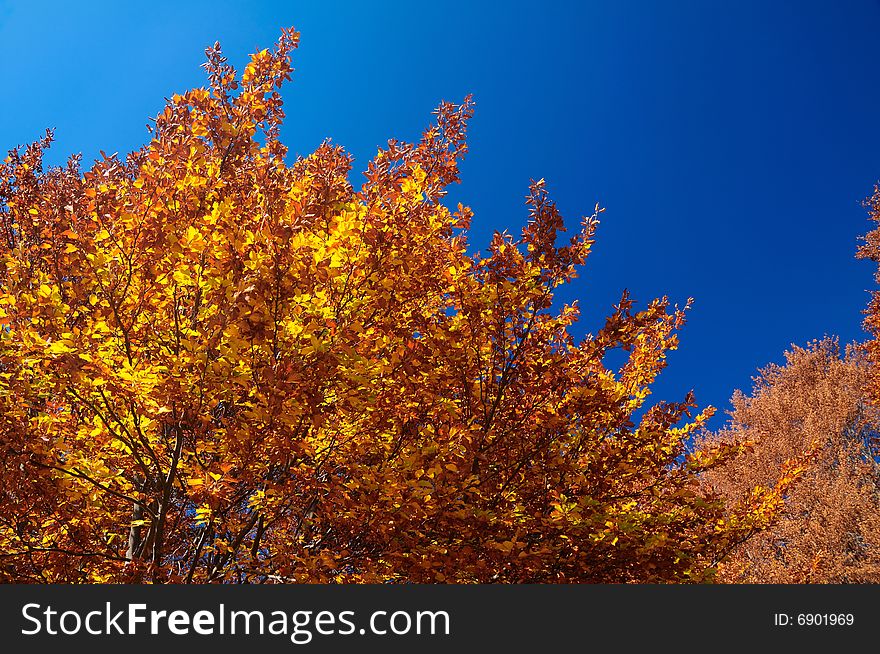 Deep orange and brown Abruzzo fall foliage in central Italy. very clear blue day. Deep orange and brown Abruzzo fall foliage in central Italy. very clear blue day