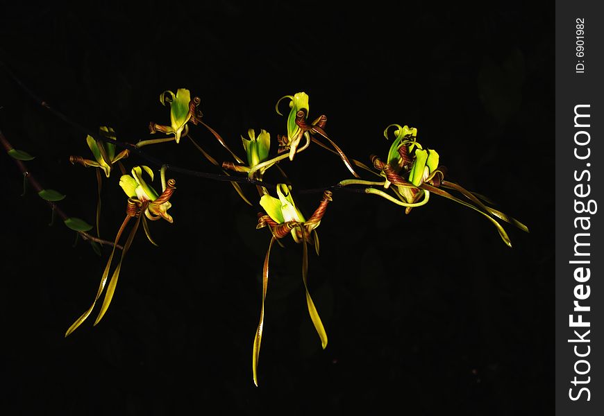 A rare spider orchid, yellow