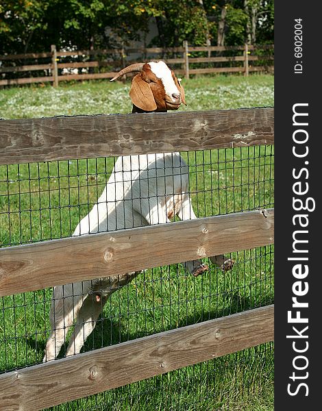 Billy goat standing on a fence