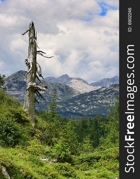 The Dry Tree in Julian Alps, Slovenia