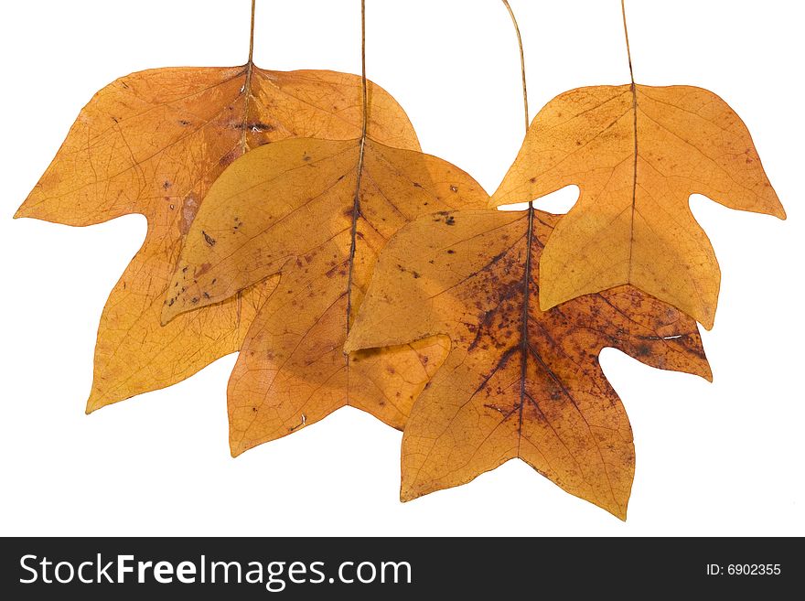 Yellow Autumn  Leafs on white
 Background