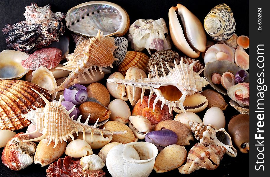 A beauteful alluvial of different Mediterranean seashells. A beauteful alluvial of different Mediterranean seashells