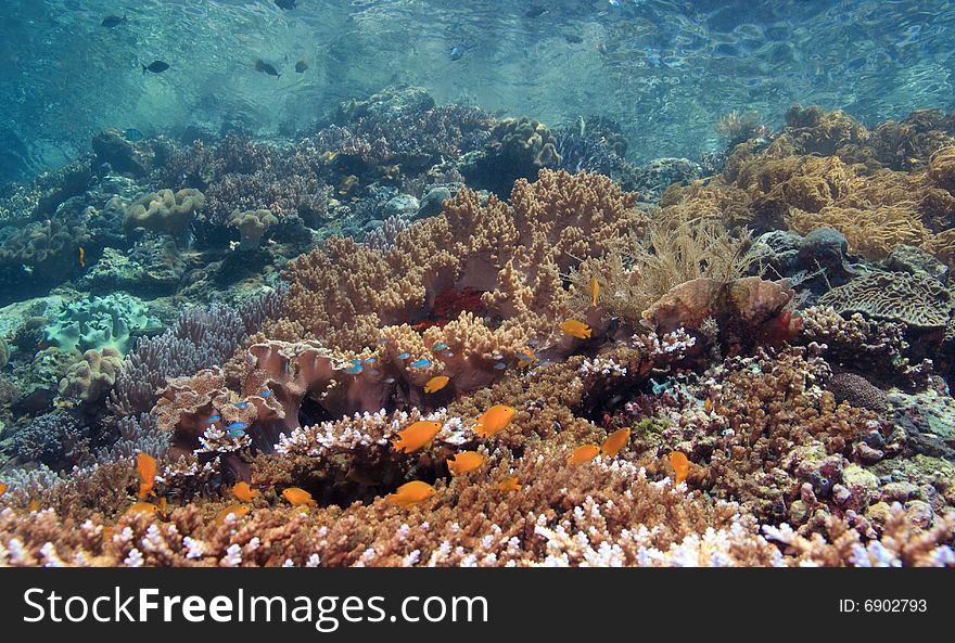 Indonesian coral reef in the Lembeh straits of North Sulawesi